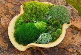 I M Always Looking For Reasons To Buy Beautiful Trays And Dishes At Garage Sales Now I Have One Moss Gardens Undu Moss Garden Dish Garden Miniature Garden