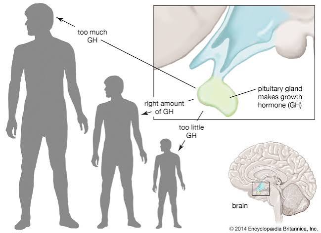 Growth hormone (GH) | Definition, Function, Deficiency, & Excess | Britannica