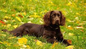 Image result for německý křepelák postava