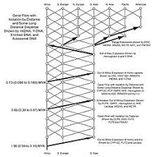 Human Evolution Wikipedia