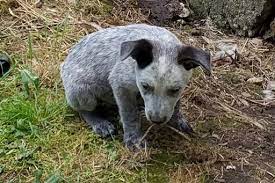Both parents are strong boned solid dogs with great temperaments from excellent bloodlines. Litter Of 6 Australian Stumpy Tail Cattle Dog Puppies For Sale In Aplington Ia Adn 40029 On Puppyfinder Com Gend Cattle Dog Puppy Puppies For Sale Cattle Dog