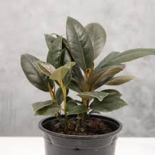 Image result for Ficus elastica