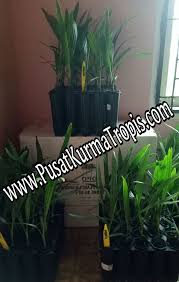 Bibit Kurma Kultur Jaringan Tropis
