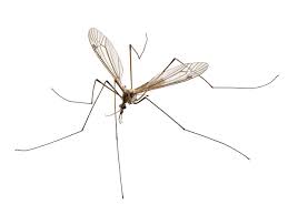 Cranefly Leatherjacket Pest Control Pest Control And Extermination Service Mississauga Pest Control
