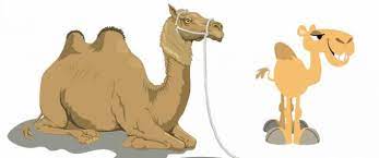 The baby asked, mother, why do we have humps? fox and crow story in english i moral bedtime stories for kids in english | english stories for kids. Baby Camel And Mother Moral Stories