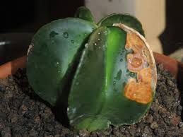 Fungus spots on cactus pads are more prevalent in the springtime. 2 Problems Sun Rust And A Big Chunk Eate
