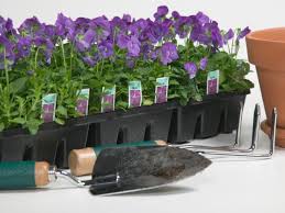 In fact, fall is one season in particular where some gardens look their best! Q A Best Fall Flowers For The Southwest Hgtv