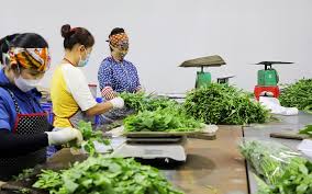 Triển khai công tác bảo đảm an toàn thực phẩm Tết và mùa lễ hội Xuân 2025