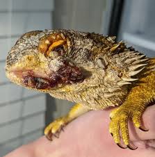 These are covered in large spines though. Bearded Dragon Care Guide
