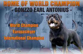 We have been committed to raising quality rottweiler dogs and puppies for sale since 2002. German Rottweiler Breeder Rottweiler Puppies For Sale Von Herrschaft