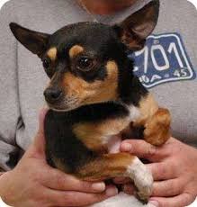 Black And Brown Terrier Dog Rat Terrier Chihuahua Mix Black And Brown Rat Terrier Dogs Very Cute Dogs Chihuahua Mix