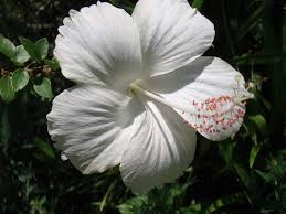 Check spelling or type a new query. Dream Mall Hibiscus Dwarf Plant White Outdoor White Live Flowering Plant Amazon In Garden Outdoors