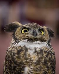 Happy Bird Day, Owls! Celebrating Stella's 10th year with Temple 🦉🎉  Stella, the great horned owl, serves as an Education Ambassador for  @elmwoodparkzoo and has been Temple University's Live Mascot since 2013!