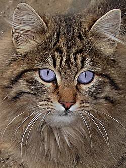 Cats - Wikiquote