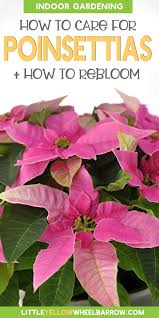 How To Care For Poinsettias Grow Beautiful Plants For Holiday Decorating Poinsettia Plant Plants Poinsettia