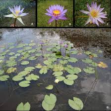 Image result for Nymphaea nouchali