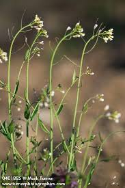 Image result for Arabidopsis thaliana