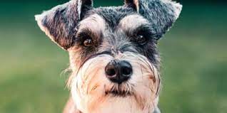 From explorers to philosophers, we've found some great dog names based on historical figures, for both female and male pooches! 25 Of The Most Famous Dog Names Of All Time