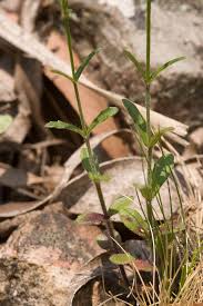 Image result for Wahlenbergia huttonii