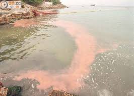 紅潮（こうちょう）の類語・言い換え。共通する意味 ★赤い状態になる。赤くする。英 to redden使い方〔赤らむ〕(マ五) 潮焼けで赤らんだ顔〔赤らめる〕(マ下一) 恥ずかしさに顔を赤らめる〔紅潮〕スル 頬(ほお)を紅潮させて語る使い分け【1】「赤らむ」は、自動詞、「赤らめる」は. åéœ²æ¸¯ä¸€å¸¶åŠæ»˜è¥¿æ´²ç´…æ½®æœªæ•£ å³æ™‚æ–°èž æ¸¯æ¾³ On Ccæ±ç¶²