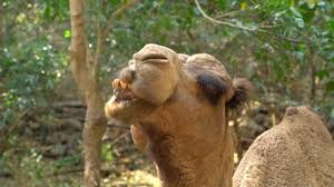 This article has been fact checked and verified by our veterinary adviser. Camel Teeth Stock Video Footage 4k And Hd Video Clips Shutterstock