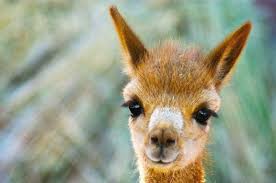the vicuna vicugna vicugna or vicugna is one of 2 wild south american camelids which reside in the high towering areas cute animals animals animals beautiful