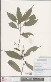 Image result for isolona