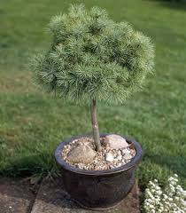 Weymouthskiefer Pflanzen Kubelpflanzen Und Topfgarten