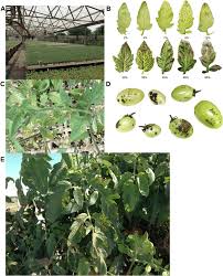 Image result for tomato seedling xanthomonas vesicatoria