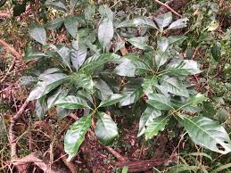 Image result for Pavetta mocambicensis