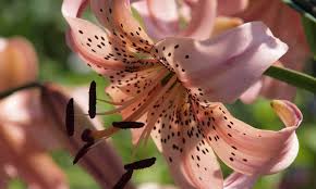 Последние твиты от tiger lily flowers (@flowers_tiger). Tiger Lily How To Grow Care For Lilium Lancifolium Epic Gardening
