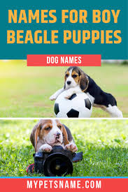 Choosing the best dog name, like choosing the perfect dog sitter, is a task that pet parents take seriously. Boy Beagle Names Beagle Names Beagle Dog Facts Beagle