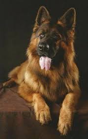 Absolutely Beautiful German Shepherd Dogs Dogs Dog Pictures