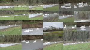 Ihre eigene fotocollage erstellen ist mittlerweile ganz leicht. Foto Der Woche Bildervereinigung Zu Collagen Montagen Und Mosaiken