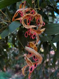 Image result for Acacia melanoxylon