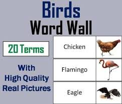 Bird Bird Bird Is The Word Types Of Birds Word Wall Cards Word Wall Cards Word Wall Science Word Wall Cards