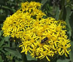 Image result for Senecio aetfatensis