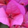 Honeysuckle and trumpet vine are wonderful flowering vines that will beautify your garden and keep your neighborhood hummingbirds well fed and happy. 1