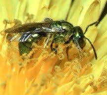 Black And White Striped Ground Bees Sweat Bees Got Their Name Because They Are Attracted To The Salts In Human Perspiration They Re Small And Typically Black Or Beau Sweat Bees Bee Bee Pictures