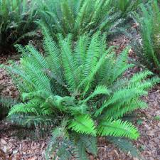 Image result for Polystichum sinense