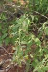 Image result for Solanum tettense