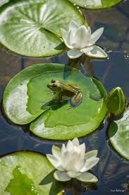 Maybe you would like to learn more about one of these? Athens Ga Life Is Simple 2 Frog Lotus Flower State Botanical Garden Of Georgia Wildlife Art Fleece Blanket For Sale By Reid Callaway