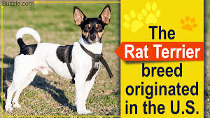10 terrier beagle mix training. Rat Terrier Mix Breeds You Probably Never Knew About Pet Ponder
