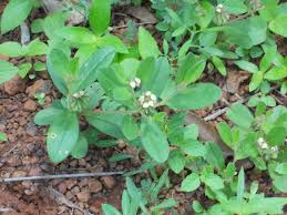Image result for Polygala arenicola
