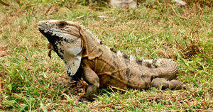 Although, that part of the world is its original homeland, this lizard has been extensively bred. Spiny Tailed Iguana Wikivet English