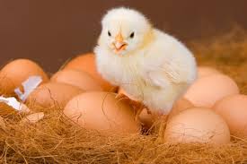 Don T Count Your Chickens Before They Re Hatched Money Saving Mom