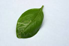 字書き虫 バジルの葉に筋のような跡 害虫被害 防虫対策 バジルと大葉 しそ ハーブ栽培 育て方 とレシピ ガーデニングと家庭菜園の栽培ヒント