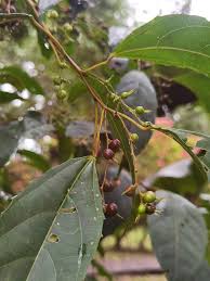 Image result for Alchornea