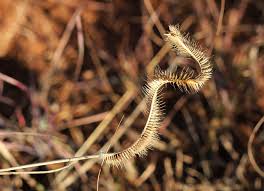 Image result for Ctenium somalense