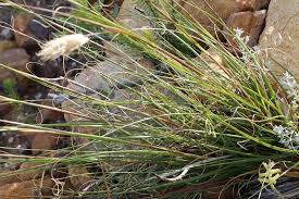 Image result for Pentameris